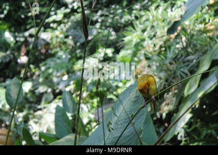 Oiseau jaune weaver. Vu et tourné sur l'auto route safari tour à travers les parcs nationaux de Singapour, en Asie. Banque D'Images