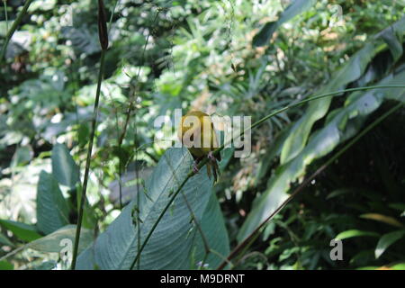 Oiseau jaune weaver. Vu et tourné sur l'auto route safari tour à travers les parcs nationaux de Singapour, en Asie. Banque D'Images