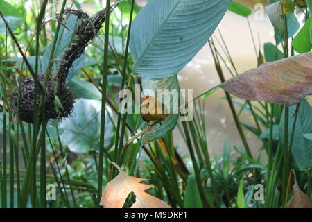 Oiseau jaune weaver. Vu et tourné sur l'auto route safari tour à travers les parcs nationaux de Singapour, en Asie. Banque D'Images