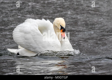 Mute swan (Cygnus olor) en vertu de la neige sur l'eau, Ames, Iowa, USA Banque D'Images