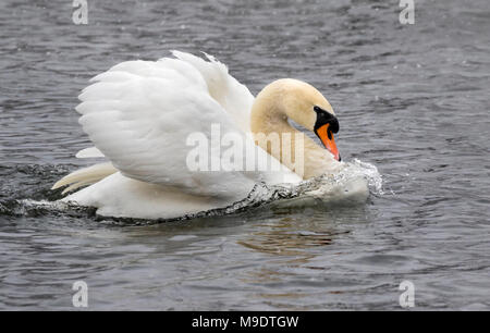 Mute swan (Cygnus olor) en vertu de la neige dans une posture agressive, Ames, Iowa, USA Banque D'Images