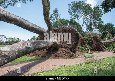 Arbre tombé massive avec les racines exposées au Parc du Bicentenaire après que le cyclone a frappé Marcus en mars 2018 à Darwin, Australie Banque D'Images