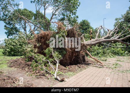 Arbre tombé massive avec les racines exposées au Parc du Bicentenaire après que le cyclone a frappé Marcus en mars 2018 à Darwin, Australie Banque D'Images