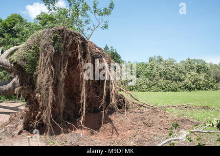 Arbre tombé massive avec les racines exposées au Parc du Bicentenaire après que le cyclone a frappé Marcus en mars 2018 à Darwin, Australie Banque D'Images