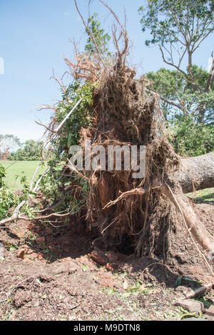 Arbre tombé massive avec les racines exposées au Parc du Bicentenaire après que le cyclone a frappé Marcus en mars 2018 à Darwin, Australie Banque D'Images