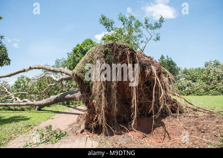 Arbre tombé massive avec les racines exposées au Parc du Bicentenaire après que le cyclone a frappé Marcus en mars 2018 à Darwin, Australie Banque D'Images