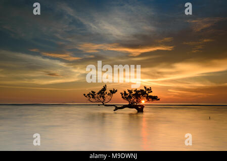 Un arbre solitaire au coucher du soleil Banque D'Images