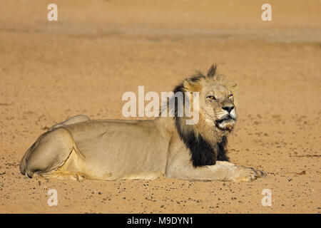 Grand mâle African lion (Panthera leo), désert du Kalahari, Afrique du Sud Banque D'Images