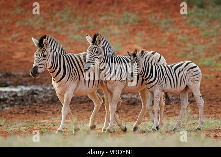 Trois zèbres des plaines (Equus burchelli) dans l'habitat naturel, l'Afrique du Sud Banque D'Images