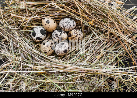 Close up Vue de dessus de sept oeufs de caille en foin frais nest Banque D'Images