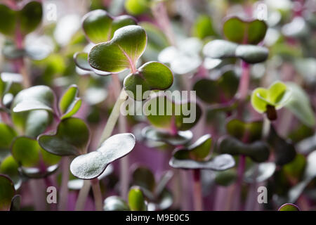 Chou rouge microgreens cultivé à l'intérieur, cinq jours Banque D'Images