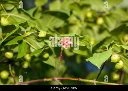 Télévision tige arbre de fusée, Körsbärsbenved (Euonymus planipes) Banque D'Images