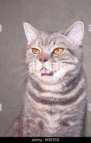 Rayé gris chat domestique avec une bouche ouverte. Banque D'Images