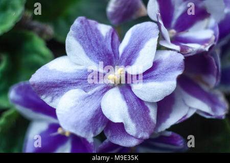 Accueil fleur violette sur un fond sombre. Banque D'Images