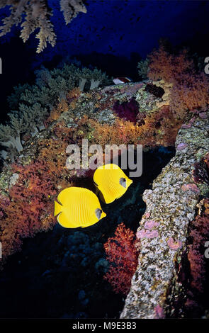 Cette photographie, prise dans la mer Rouge égyptienne, montre deux (Chaetodon semilarvatus papillons masqués : 20 cms) à l'abri dans un naufrage incrusté de corail. Cette espèce est souvent rencontrés par paires sur les récifs, où il se nourrit des polypes de corail. Les épaves de rapidement devenir coralliens où des espèces de coraux sains existent pour les coloniser. Cependant, les récifs de corail du monde meurent à un rythme alarmant. Le réchauffement climatique est une des principales causes de leur disparition et, dans notre époque actuelle anthropocène (le terme a été convenu enfin le 29 août 2016) Nous, les humains sont en grande partie responsables de la fois le problème et de sa solution. Banque D'Images