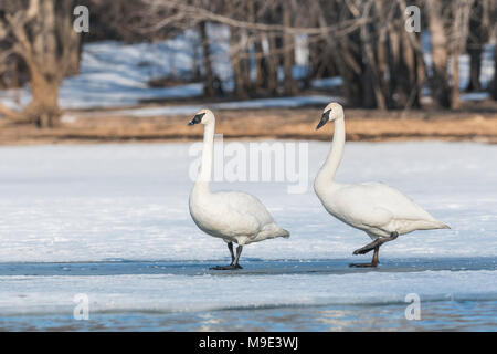 Les cygnes trompettes (Cygnus buccinator) Comité permanent sur la rivière Sainte-Croix,, Hudson, WI, USA, la fin du printemps, par Dominique Braud/Dembinsky Assoc Photo Banque D'Images