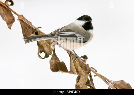 Mésange à tête noire (Parus atricapillus), MN, USA, hiver, par Dominique Braud/Dembinsky Assoc Photo Banque D'Images