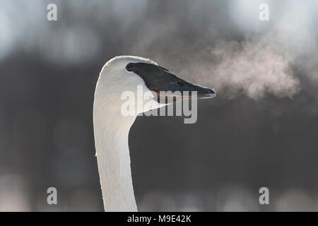 Cygne trompette (Cygnus buccinator) visible sur l'expiration, inspiration, WI, États-Unis d'Amérique, début janvier, par Dominique Braud/Dembinsky Assoc Photo Banque D'Images