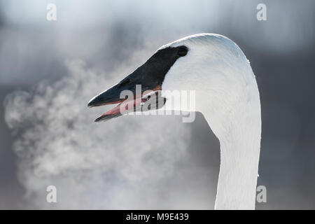 Cygne trompette (Cygnus buccinator) visible sur l'expiration, inspiration, WI, États-Unis d'Amérique, début janvier, par Dominique Braud/Dembinsky Assoc Photo Banque D'Images