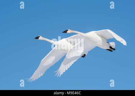 Les cygnes trompettes (Cygnus buccinator) battant, en Amérique du Nord, Etats-Unis, par Dominique Braud/Dembinsky Assoc Photo Banque D'Images