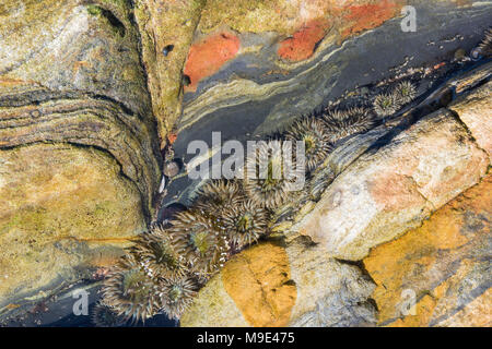 Anthopleura sola Starburst (Anémones), Tide pool, Pt Lobos State Preserve, CA, USA, par Dominique Braud/Dembinsky Assoc Photo Banque D'Images