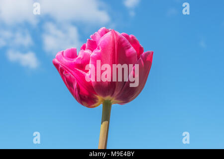 Blooming pink tulip flower close up sur fond de ciel bleu, le jardin de Keukenhof, Lisse, Hollande méridionale, Pays-Bas, l'Europe. Paysage de plein air au printemps. Rose ... Banque D'Images