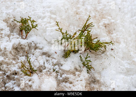 Quelques brindilles vert d'un petit arbre thuya dépasse un gros tas d'une sale de la fonte des neiges. Au début du printemps Banque D'Images