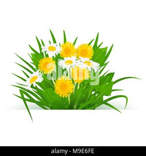 Bouquet de fleurs de pissenlit réaliste avec la camomille feuilles et l'herbe sur un fond blanc. Illustration de Vecteur