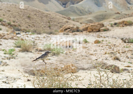 un oiseau noir perché dans un habitat indigène dans un désert Arbuste dans la vallée de Zin en Israël Banque D'Images