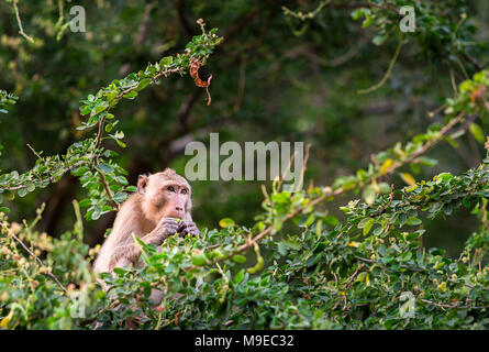 Singe mignon manger Manille Manille sur tamarin tamarin arbre en forêt de la Thaïlande à l'heure du coucher du soleil Banque D'Images