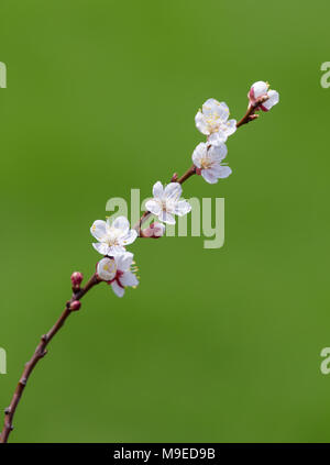 Rameau en fleurs d'abricots sur un fond vert au printemps Banque D'Images