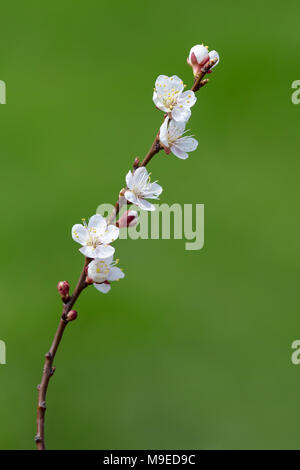 Rameau en fleurs d'abricots sur un fond vert au printemps Banque D'Images