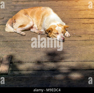 Les chiens dorment confortablement sur un pont de bois. Banque D'Images