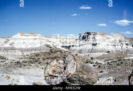 Tronc d'arbre fossilisé dans le parc national de la forêt pétrifiée, Arizona, États-Unis dans les années 1950. Les fossiles d'arbres sont à la fin de la période du Trias Banque D'Images