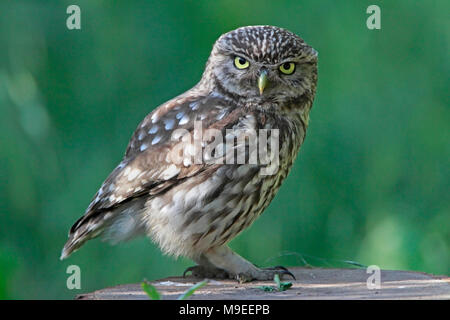 Chouette chevêche (Athene noctua) perché sur un morceau de cut off log. Banque D'Images