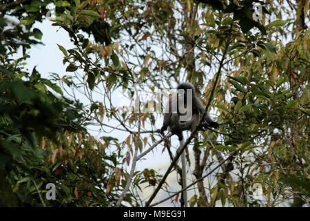 Action de mignon langur sombre dans la nature Banque D'Images