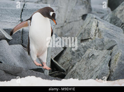 Une Gentoo pingouin (Pygoscelis papua) hopping le long d'un sentier rocheux dans l'Antarctique Banque D'Images