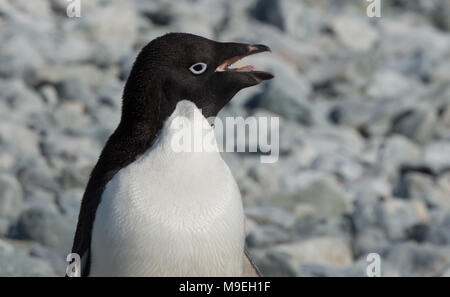 Un manchot Adélie appelant sur un rivage rocailleux en Antarctique Banque D'Images