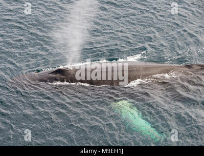 Une baleine à bosse (Megaptera novaeangliae) à la surface de l'océan au large de l'Antarctique Banque D'Images