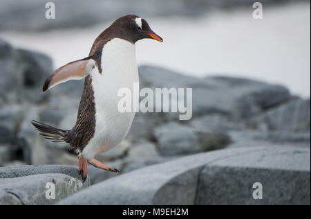 Une Gentoo pingouin (Pygoscelis papua) hopping le long d'un sentier rocheux dans l'Antarctique Banque D'Images