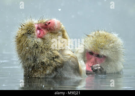 Singes dans la neige de printemps chaud naturel. Procédure de nettoyage. Le macaque japonais ( Nom scientifique : Macaca fuscata), également connu sous le nom de snow monkey. Banque D'Images