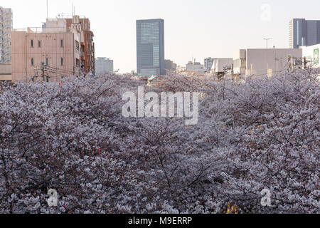 Tokyo, Japon, 25 mars 2018. Les fleurs de cerisier en pleine floraison à Meguro River le 25 mars 2018. Les gens apprécient de Tokyo les cerisiers en fleurs le Dimanche, Mars 25. Rivière Meguro fonctionne pendant environ 7.82km grâce à Setagaya, Meguro et pupilles Shinagawa au centre-ville de Tokyo, chaque année, de nombreux visiteurs viennent pour voir les cerisiers le long des rives du fleuve au printemps. Credit : Rodrigo Reyes Marin/AFLO/Alamy Live News Banque D'Images