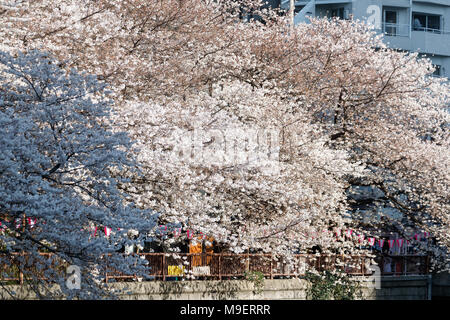 Tokyo, Japon, 25 mars 2018. Les fleurs de cerisier en pleine floraison à Meguro River le 25 mars 2018. Les gens apprécient de Tokyo les cerisiers en fleurs le Dimanche, Mars 25. Rivière Meguro fonctionne pendant environ 7.82km grâce à Setagaya, Meguro et pupilles Shinagawa au centre-ville de Tokyo, chaque année, de nombreux visiteurs viennent pour voir les cerisiers le long des rives du fleuve au printemps. Credit : Rodrigo Reyes Marin/AFLO/Alamy Live News Banque D'Images