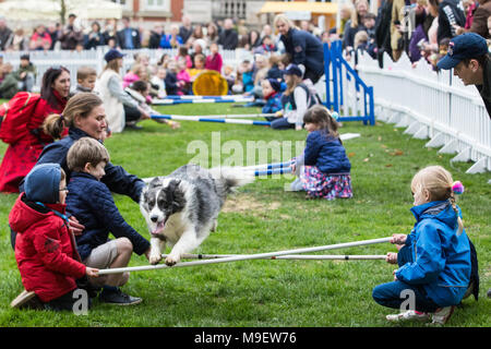 Ascot, UK. 25 mars, 2018. Les visiteurs de la famille Printemps Raceday à Ascot Racecourse profitez d'un chien. Banque D'Images