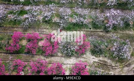 Hefei, Chine, Anhui Province. Mar 25, 2018. Les touristes profiter de Peach Blossoms à une ferme fruitière dans Sanshigang Canton de Hefei, Chine de l'est l'Anhui Province, 25 mars 2018. Credit : Zhang Duan/Xinhua/Alamy Live News Banque D'Images