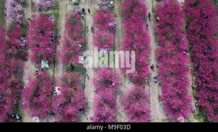 Hefei, Chine, Anhui Province. Mar 25, 2018. Les touristes profiter de Peach Blossoms à une ferme fruitière dans Sanshigang Canton de Hefei, Chine de l'est l'Anhui Province, 25 mars 2018. Credit : Zhang Duan/Xinhua/Alamy Live News Banque D'Images