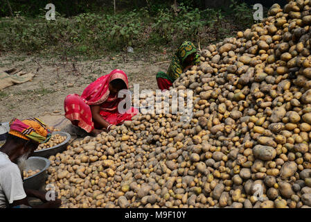 Dhaka, Bangladesh, le 24 mars 2018. La récolte de pommes de terre les travailleurs bangladais les champs de Munshiganj près de Dhaka, Bangladesh, le 24 mars 2018 Credit : Mamunur Rashid/Alamy Live News Banque D'Images