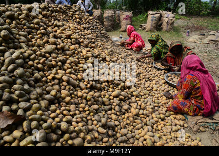 Dhaka, Bangladesh, le 24 mars 2018. La récolte de pommes de terre les travailleurs bangladais les champs de Munshiganj près de Dhaka, Bangladesh, le 24 mars 2018 Credit : Mamunur Rashid/Alamy Live News Banque D'Images