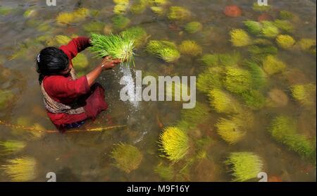 (180325) -- JAMMU, 25 mars 2018 (Xinhua) -- un Hindou dévot se submerge un "aakh" ou l'orge gaules dépeignant la Déesse Durga dans le fleuve Tawi le dernier jour de Navratri, une fête hindoue au Jammu, la capitale d'hiver de l'Inde au Cachemire sous contrôle le 25 mars 2018. (Xinhua/Stringer) (zxj) Banque D'Images