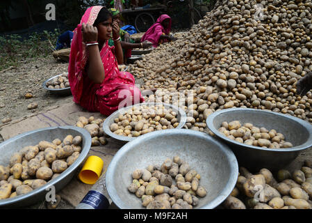 Dhaka, Bangladesh, le 24 mars 2018. La récolte de pommes de terre les travailleurs bangladais les champs de Munshiganj près de Dhaka, Bangladesh, le 24 mars 2018 Credit : Mamunur Rashid/Alamy Live News Banque D'Images